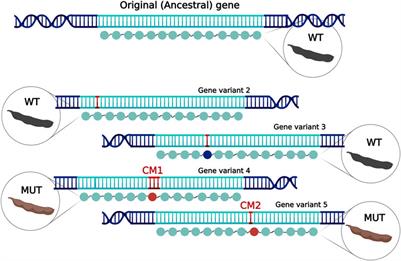 Natural and <mark class="highlighted">artificial selection</mark> of multiple alleles revealed through genomic analyses